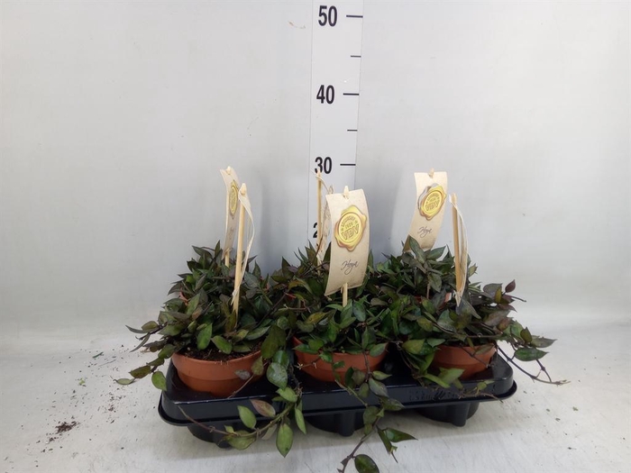 <h4>Hoya krohniana 'Black Leaves'</h4>