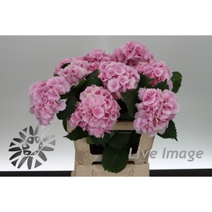 Hydrangea lollipop pink
