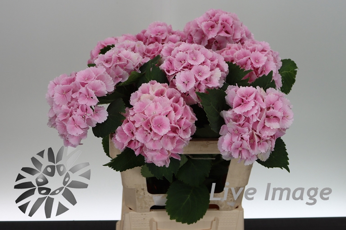 <h4>Hydrangea lollipop pink</h4>