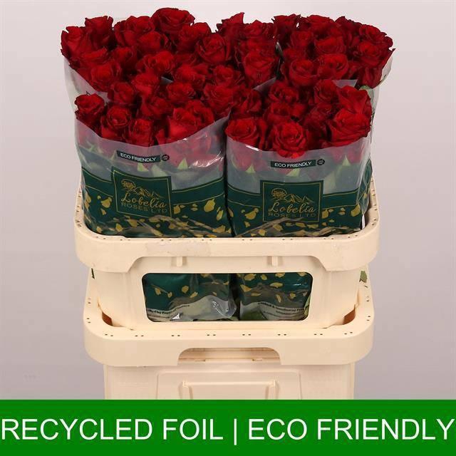 <h4>R GR EXPLORER</h4>