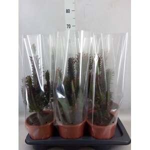 Euphorbia trigona 'Rubra'