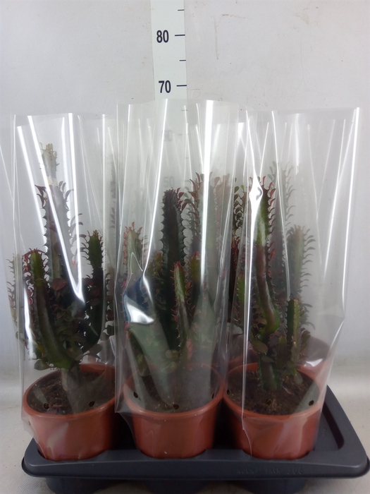 <h4>Euphorbia trigona 'Rubra'</h4>