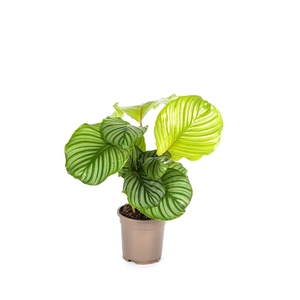 Calathea Orbifolia T17