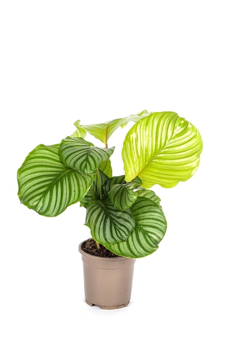 <h4>Calathea Orbifolia T17</h4>