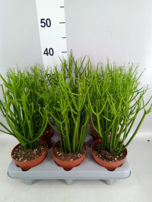 <h4>Euphorbia tirucalli</h4>