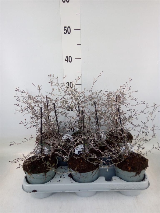 <h4>Corokia cotoneaster</h4>