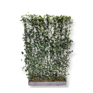 Hedera helix