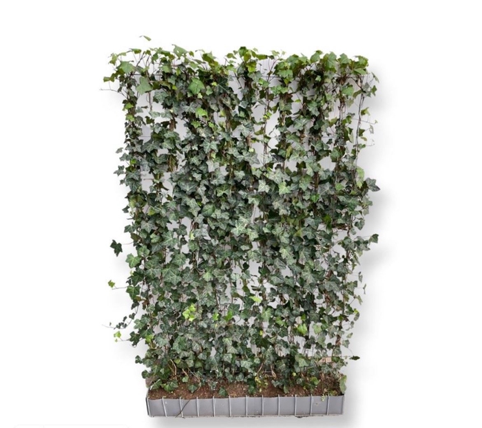 <h4>Hedera helix</h4>