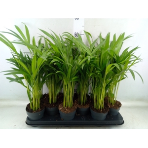 Dypsis lutescens   ...Chrysalidoca
