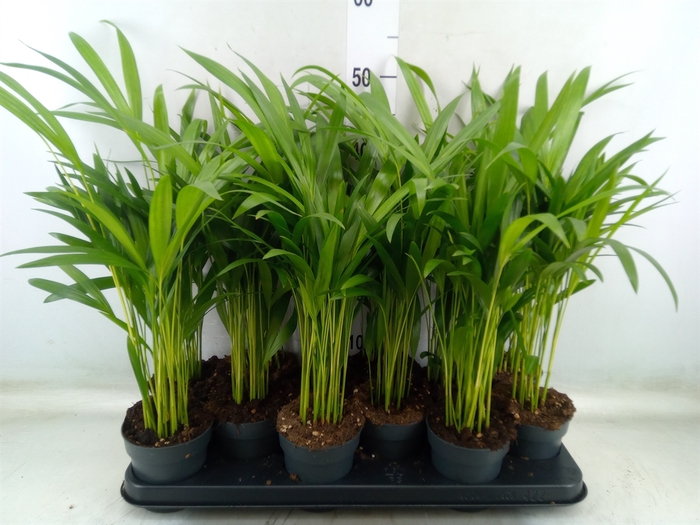 <h4>Dypsis lutescens   ...Chrysalidoca</h4>