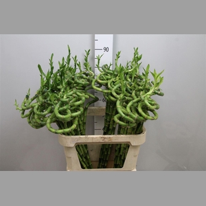 Drac Lucky Bamboo 090cm