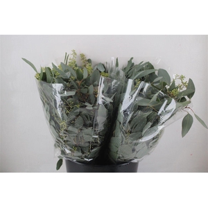 Euca Populus Berry Short 150gr P Bunch