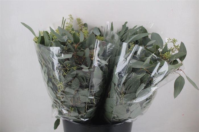 <h4>Euca Populus Berry Short 150gr P Bunch</h4>