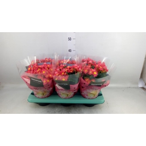 Begonia elat. HL 'Valentino Pink'
