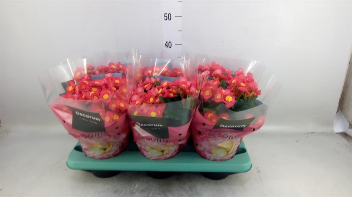 <h4>Begonia elat. HL 'Valentino Pink'</h4>