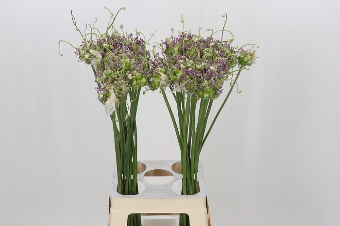 <h4>Allium Green Drops</h4>