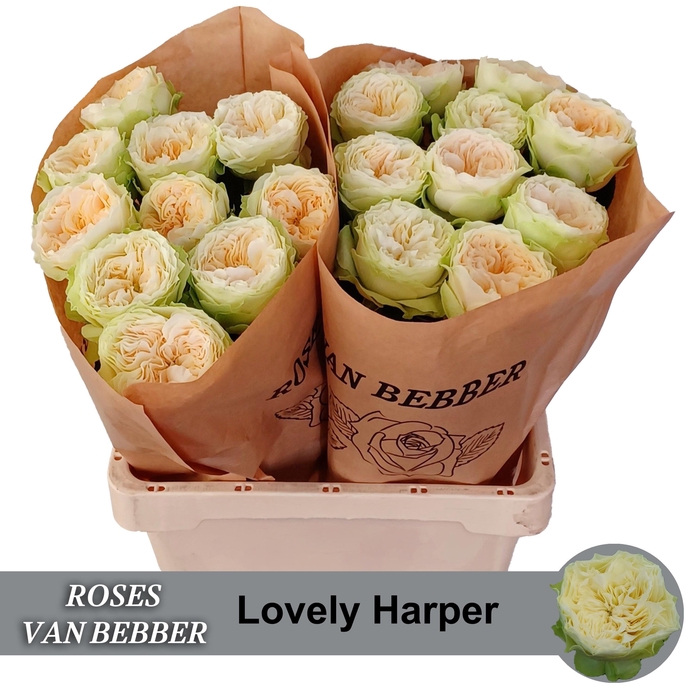 <h4>R GR LOVELY HARPER!</h4>