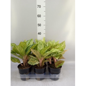 Aglaonema   ...
