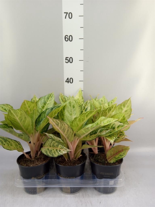 <h4>Aglaonema ...</h4>
