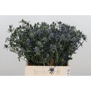 Eryngium Framb Blue Glitter