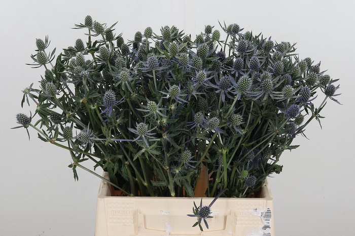 Eryngium Framb Blue Glitter