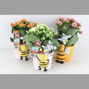 arr2 JS - Ker. bijen pot mix - mix