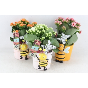 arr2 JS - Ker. bijen pot mix - mix