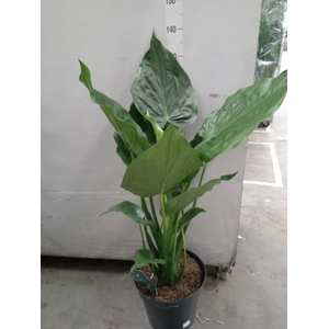 Alocasia cucullata