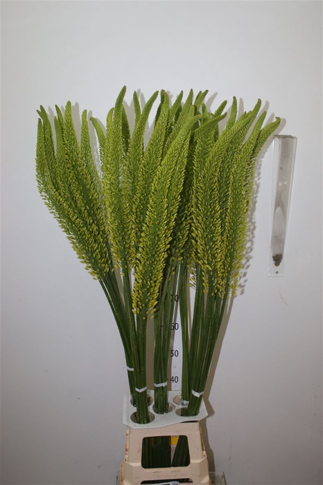 <h4>Eremurus Tap Dance</h4>