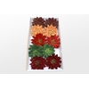 Echeveria Paint Autumn Mix Cutflower Wincx-12cm