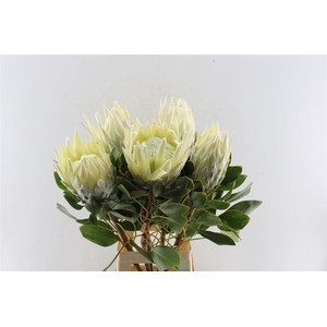 Protea Cy Arctic Ice