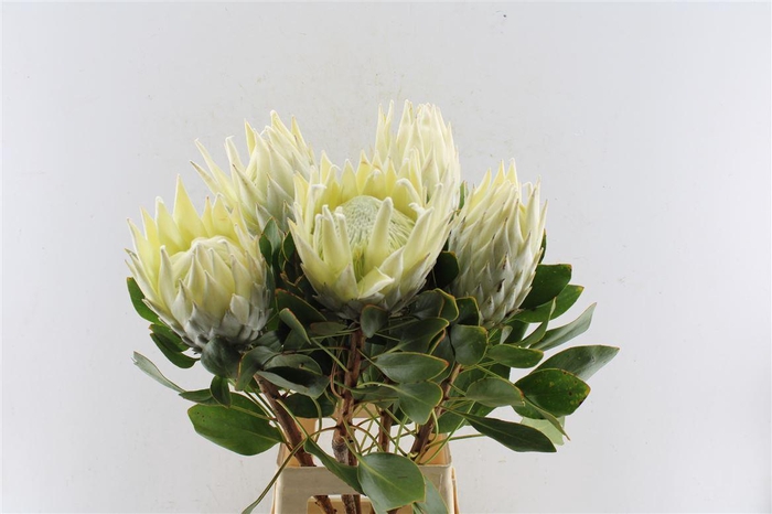 <h4>Protea Cy Arctic Ice</h4>
