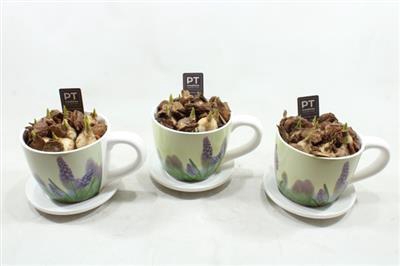 <h4>6313 Musc Xl Kop/schotel</h4>