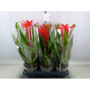 Guzmania   ...