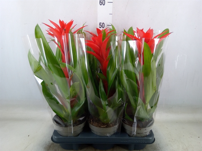 <h4>Guzmania   ...</h4>
