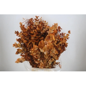Euca Cinerea Ex Oranje 200gr Pbs