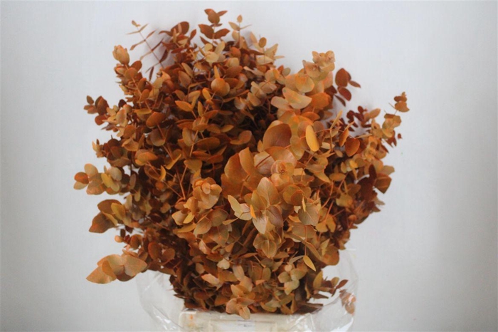 <h4>Euca Cinerea Ex Oranje 200gr Pbs</h4>