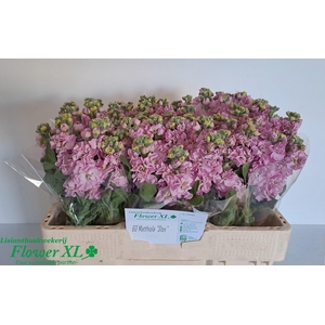 MATTH IMPALA PINK