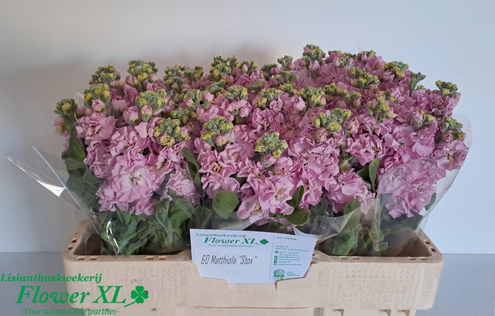 <h4>MATTH IMPALA PINK</h4>