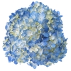 Hydrangea Blue Premium