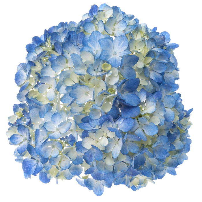 Hydrangea Blue Premium