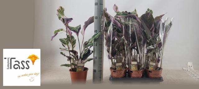 <h4>CALAT FUSION WHITE</h4>