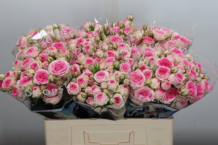 <h4>Rosa spray mimi eden</h4>