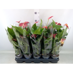 Anthurium andr. 'Karma Red'