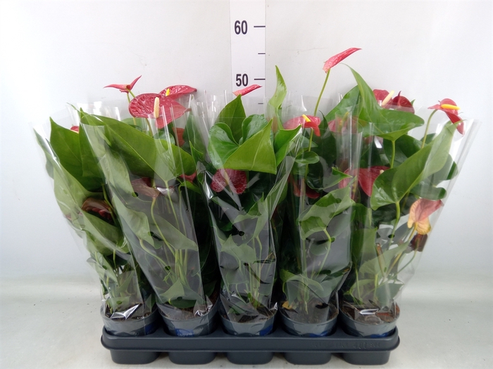 <h4>Anthurium andr. 'Karma Red'</h4>