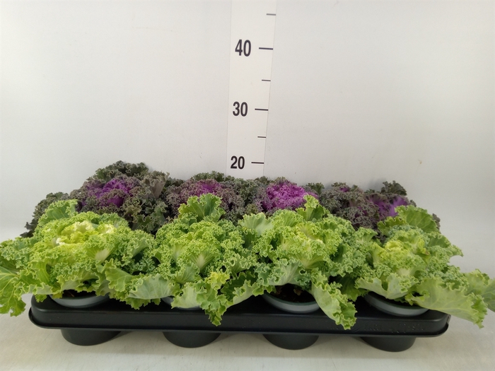 <h4>Brassica oler.  ...curled</h4>