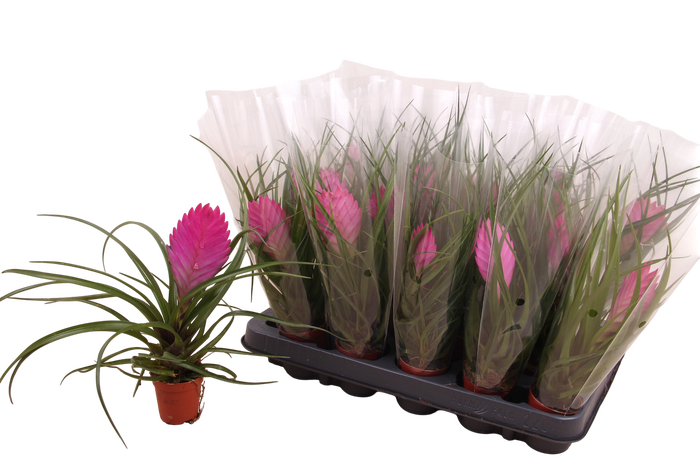 <h4>TILL CYANEA</h4>