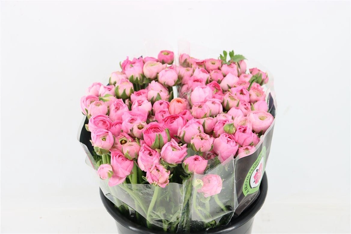 <h4>Ran Elegance Pink</h4>