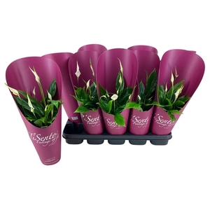 Spathiphyllum overig