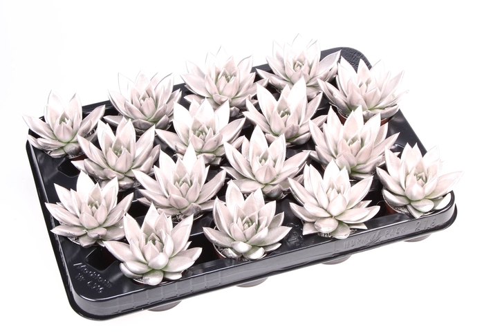 <h4>Echeveria  'Miranda'</h4>